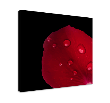 Flowers canvas rose petal detail - TenStickers