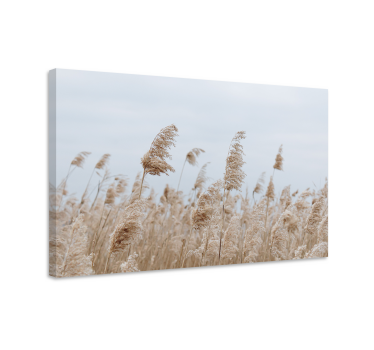 Pampasgrass during cloudy day Plant wall prints - TenStickers
