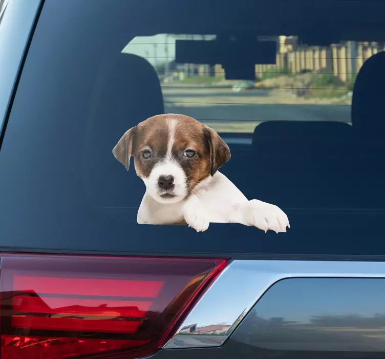 Dog peeking dog car sticker - TenStickers