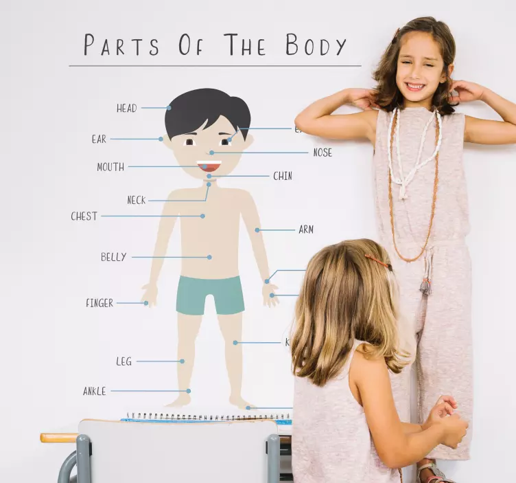Parts of the body wall stickers for kids - TenStickers