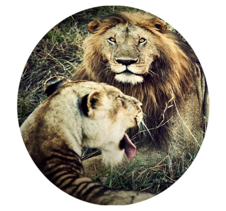 Majestic lion pair animal vinyl carpet - TenStickers