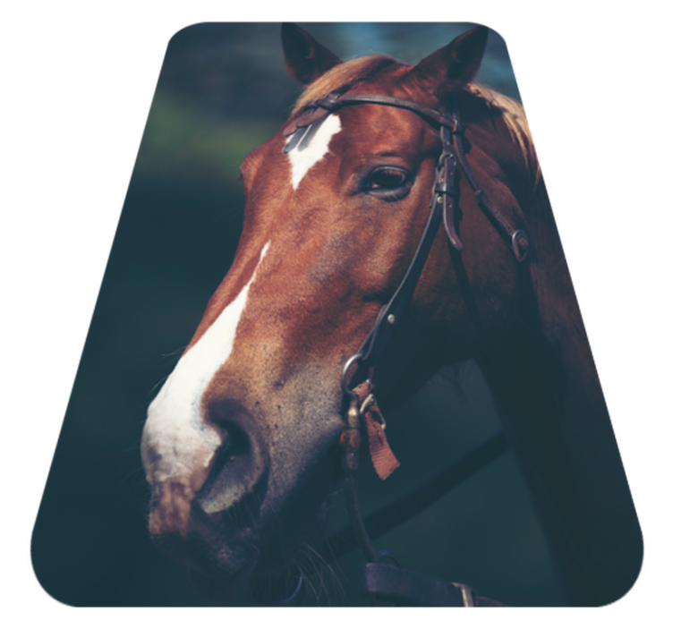 Majestic horse head animal vinyl carpet - TenStickers