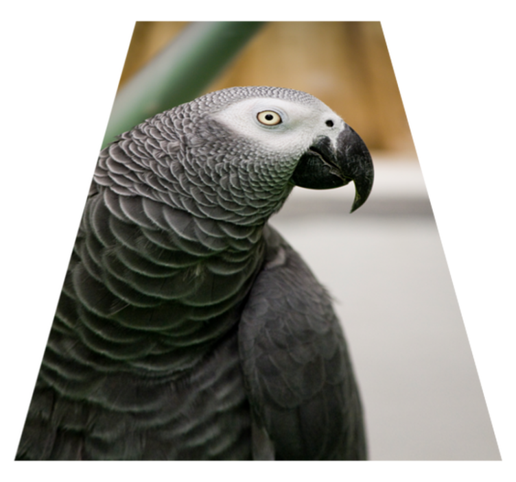 Gray parrot closeup animal vinyl carpet - TenStickers