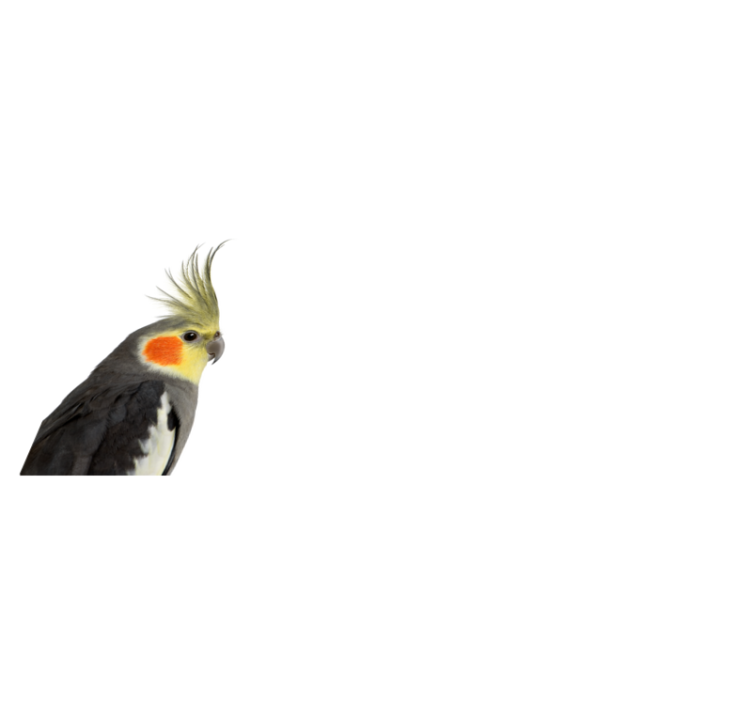 Cockatiel silhouette animal vinyl carpet - TenStickers