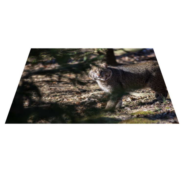 Wild cat scene animal vinyl carpet - TenStickers