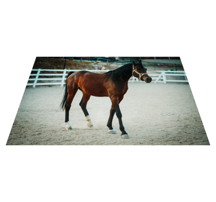Majestic horse portrait animal vinyl carpet - TenStickers