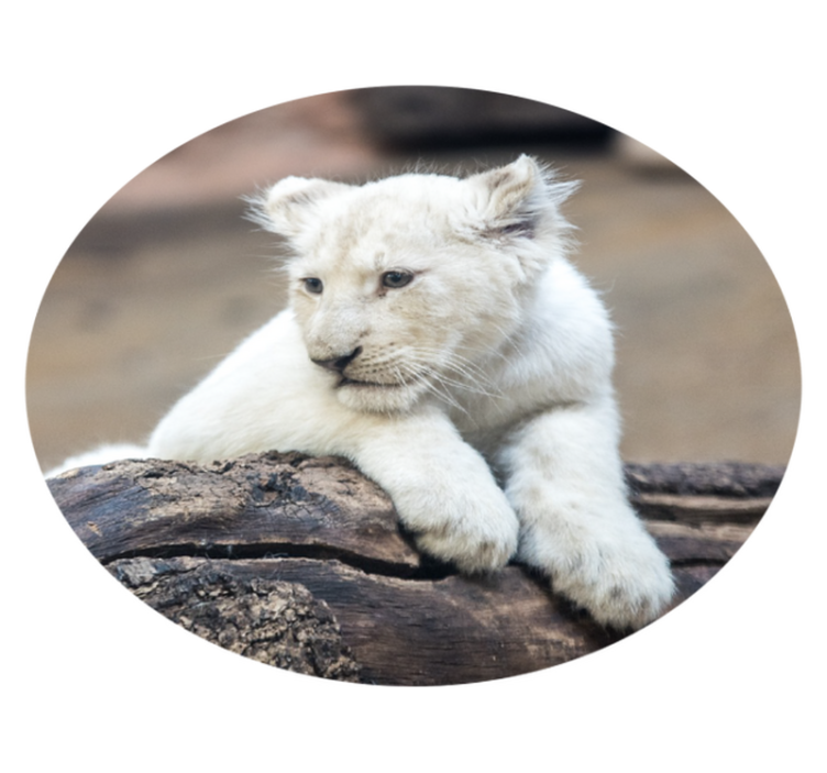White lion cub animal vinyl carpet - TenStickers
