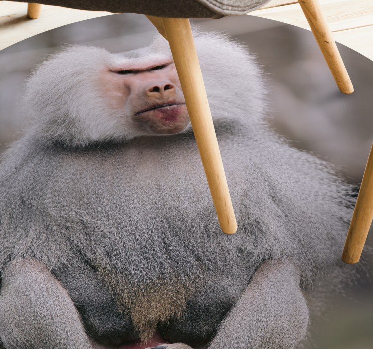 Baboons Sitting Calmly animal vinyl carpet - TenStickers