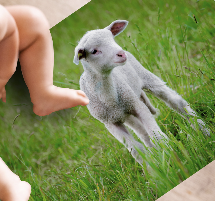 Baby lamb standing animal vinyl carpet - TenStickers