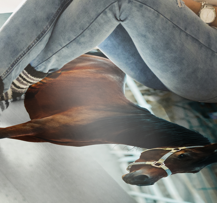 Majestic horse portrait animal vinyl carpet - TenStickers