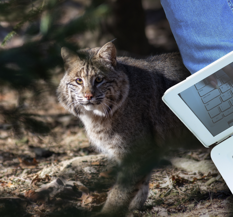 Wild cat scene animal vinyl carpet - TenStickers