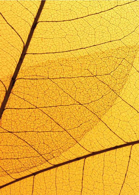 Botanical leaf design yellow vinyl carpet - TenStickers