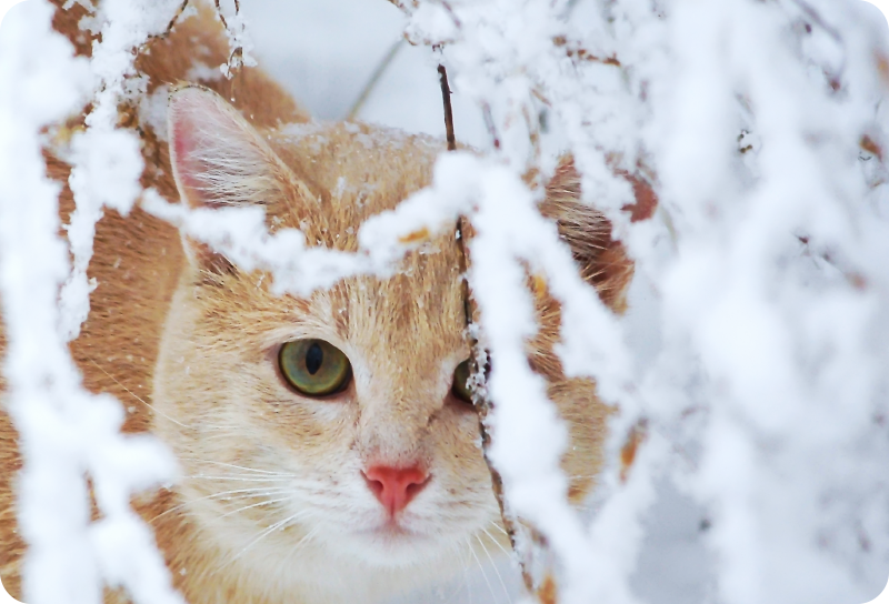 Animal vinyl carpet cat with stalactite - TenStickers