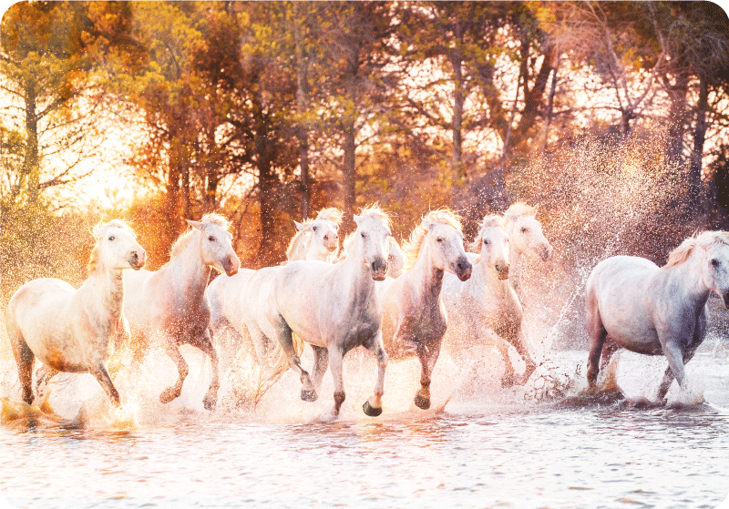 Animal vinyl carpet wild horses sunset view - TenStickers