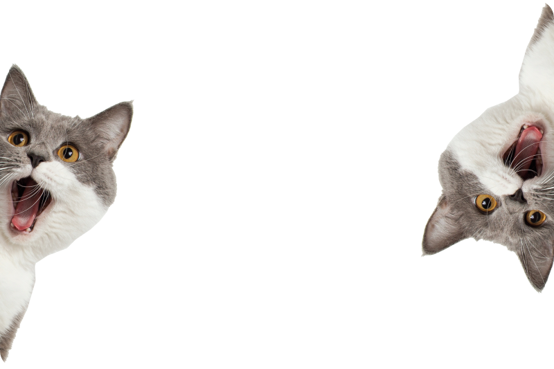 Animal vinyl carpet cat peeking on white background - TenStickers