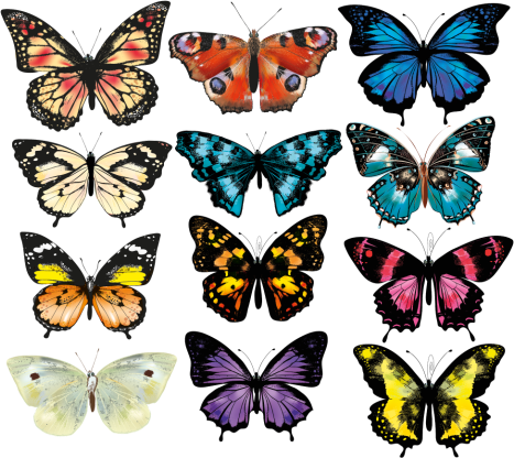 Animal vinyl carpet butterfly design - TenStickers