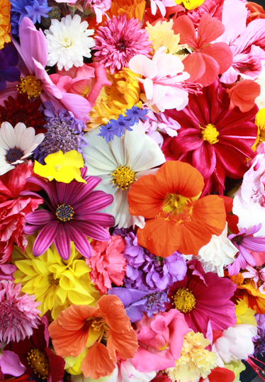 Floral vinyl carpet with an abundance of colorful blooms - TenStickers