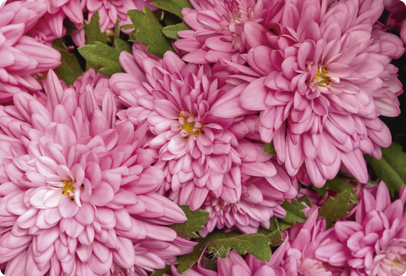 Floral vinyl carpet in pink floral spring - TenStickers