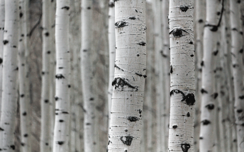 Floral vinyl carpet birch forest scene - TenStickers