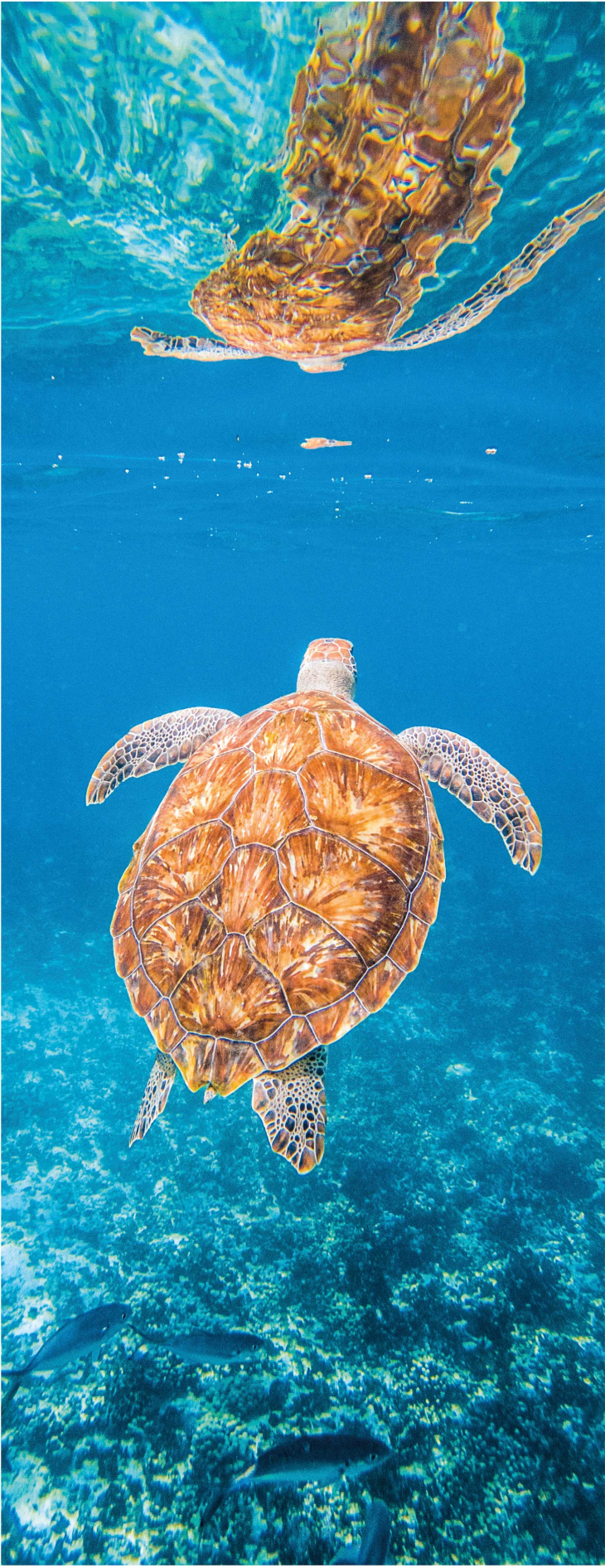 Beautiful turtle underwater bathroom vinyl carpet - TenStickers