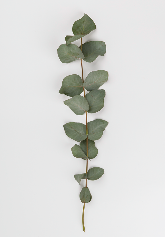 Floral vinyl carpet eucalyptus leaves design - TenStickers