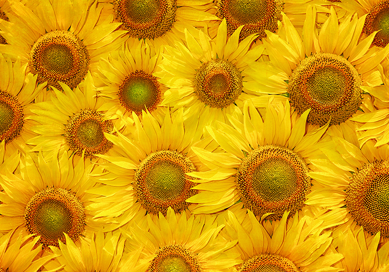 Yellow vinyl carpet with sunflowers design - TenStickers