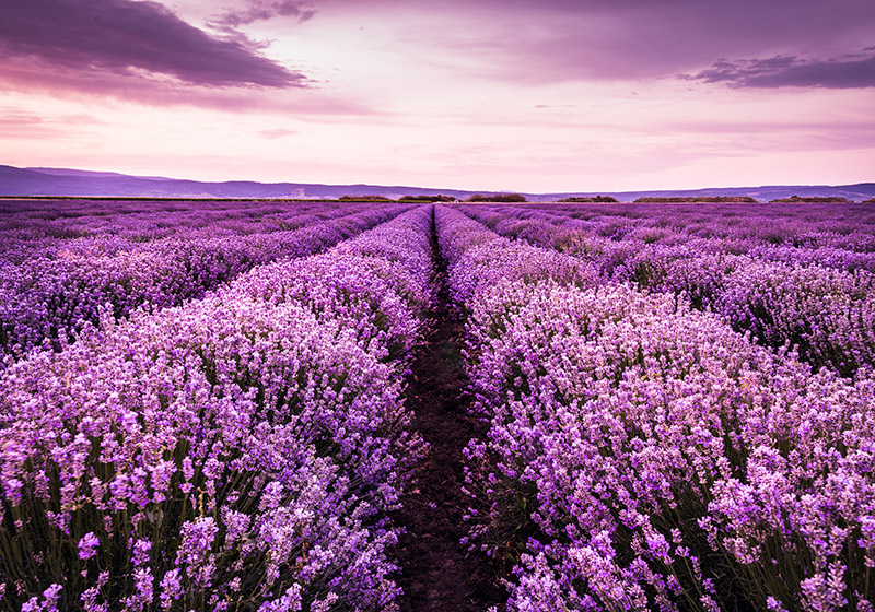 Purple vinyl carpet lavender flowers in provence - TenStickers