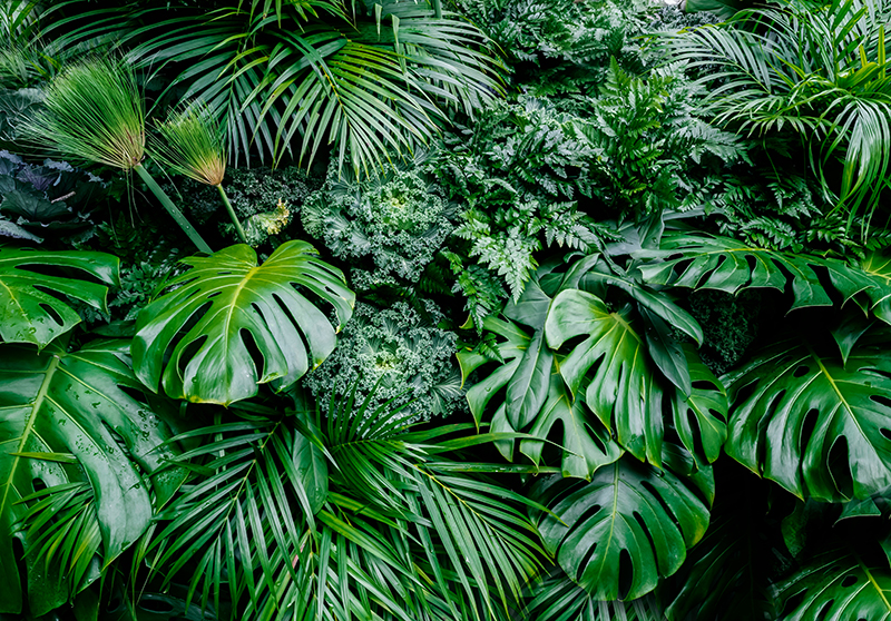 Green vinyl carpet inspired by sunny jungle wallpaper - TenStickers