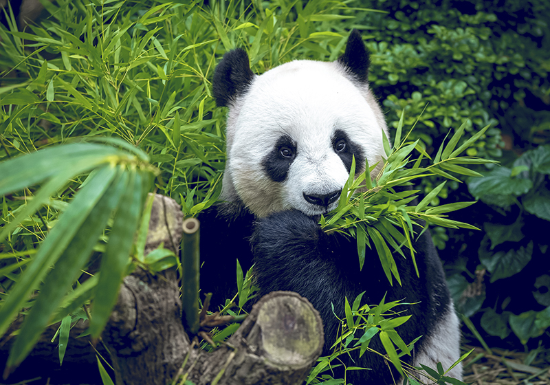 Cute panda green vinyl carpet - TenStickers