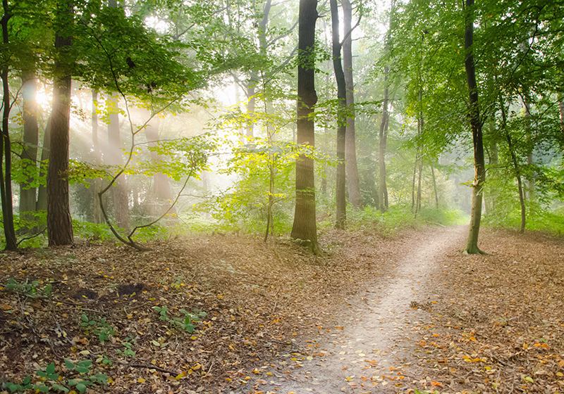 Green vinyl carpet forest trail calm - TenStickers