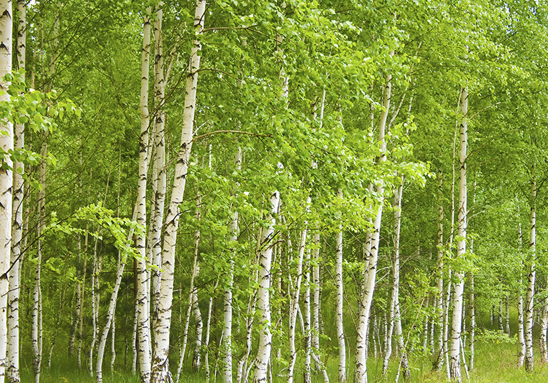 Green vinyl carpet birch tree design - TenStickers
