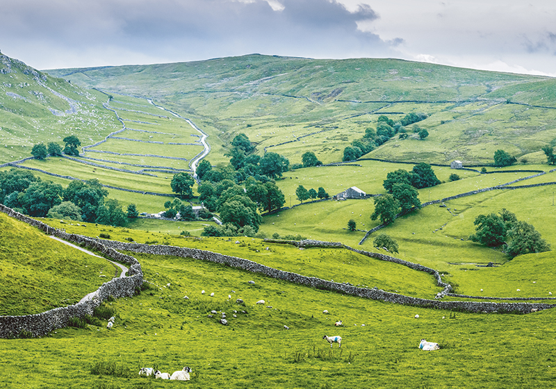Green vinyl carpet english countryside charm - TenStickers