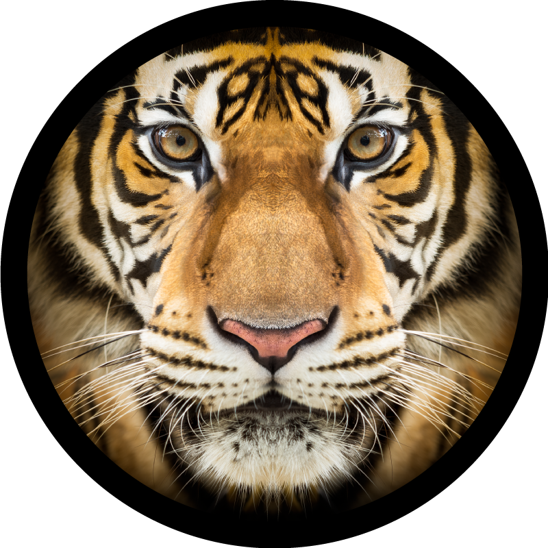 Tiger close-up animal vinyl carpet - TenStickers