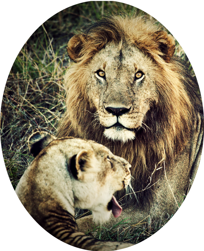 Majestic lion pair animal vinyl carpet - TenStickers