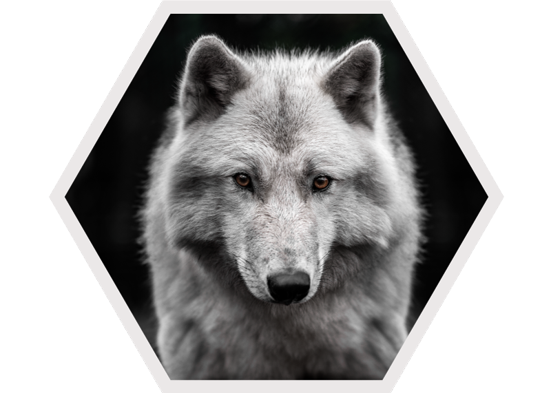 Wolf Portrait animal vinyl carpet - TenStickers