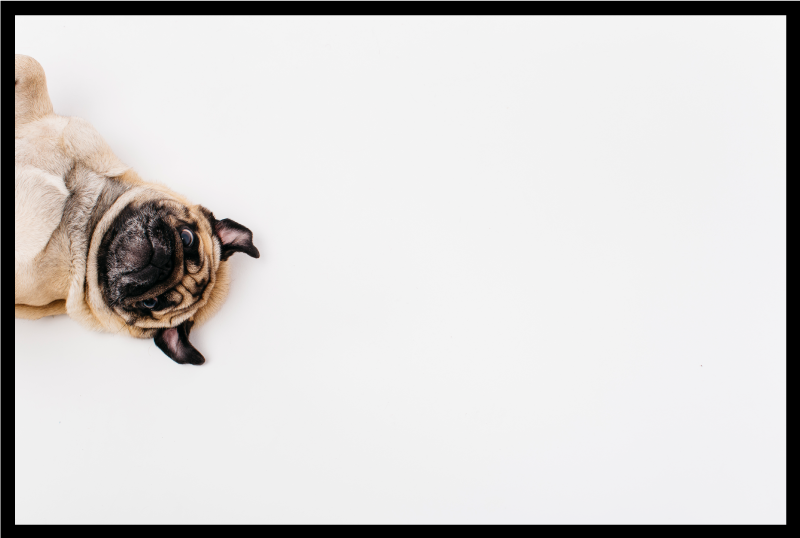 Pug portrait design animal vinyl carpet - TenStickers