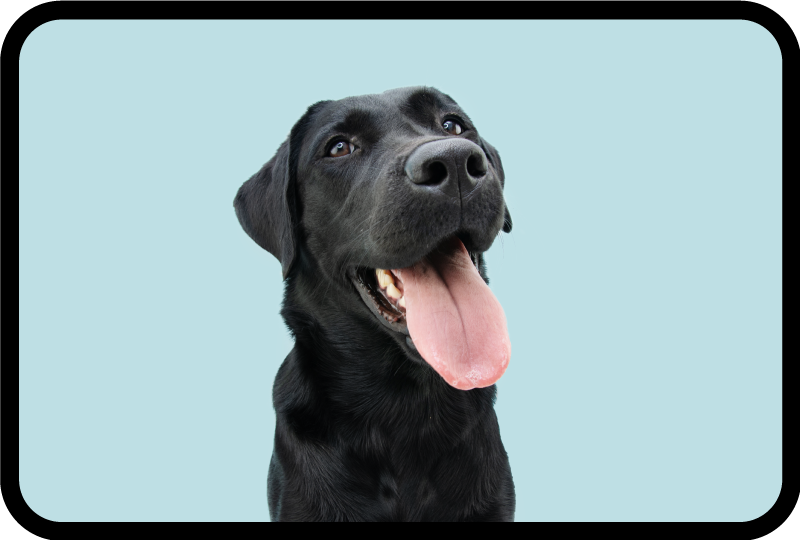 Black labrador dog animal vinyl carpet - TenStickers