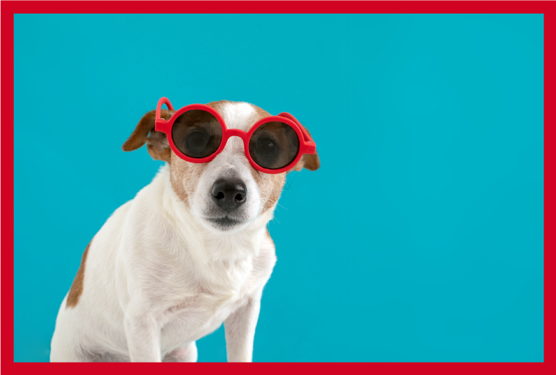 Chic dog portrait animal vinyl carpet - TenStickers