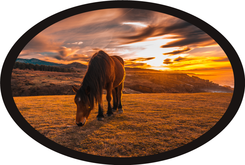 Majestic horse eating animal vinyl carpet - TenStickers