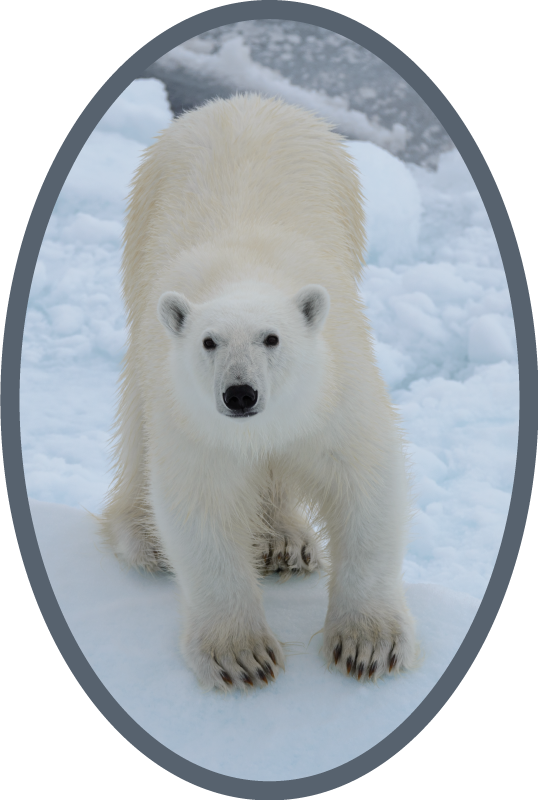 Polar bear image animal vinyl carpet - TenStickers