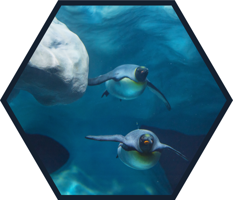 Penguin swimming scene animal vinyl carpet - TenStickers
