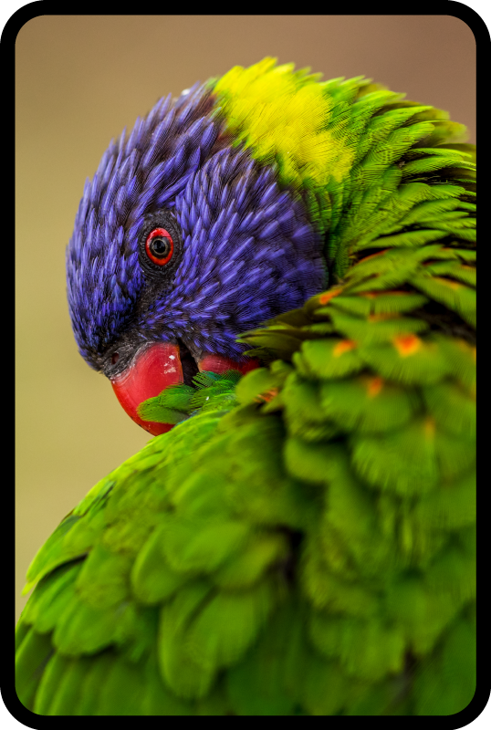 Colorful parrot portrait animal vinyl carpet - TenStickers