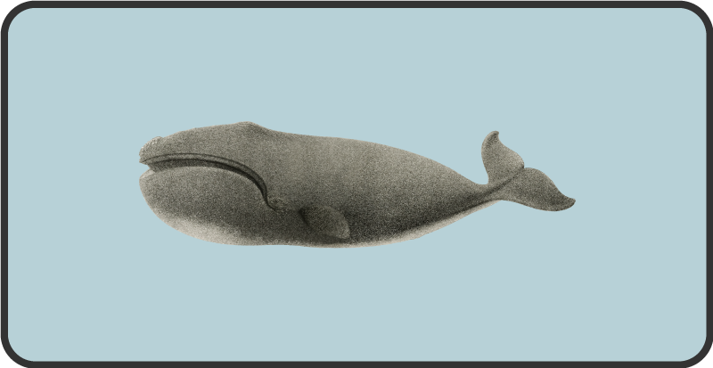 Whale silhouette design animal vinyl carpet - TenStickers