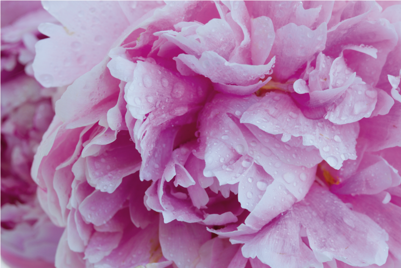 Roseate Peony Bloom floral vinyl carpet - TenStickers