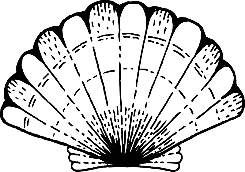 SHELL PATTERNED ACCENT nature vinyl carpet - TenStickers