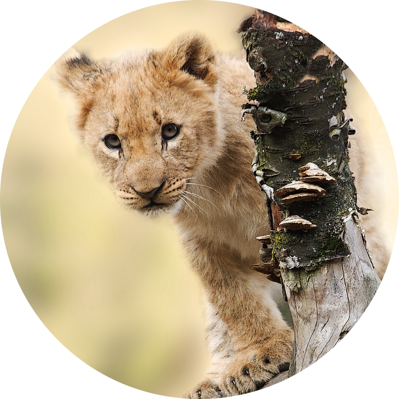 Curious Lion Cub animal print vinyl carpet - TenStickers