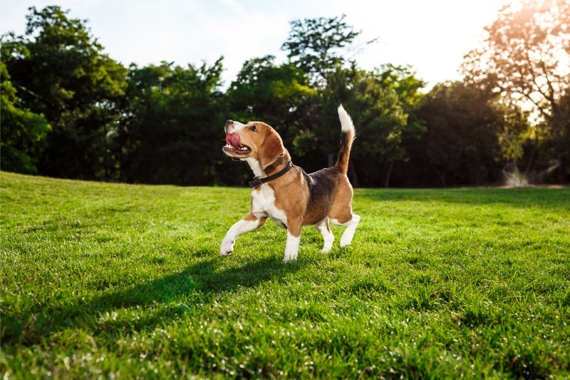 Happy beagle running animal vinyl carpet - TenStickers