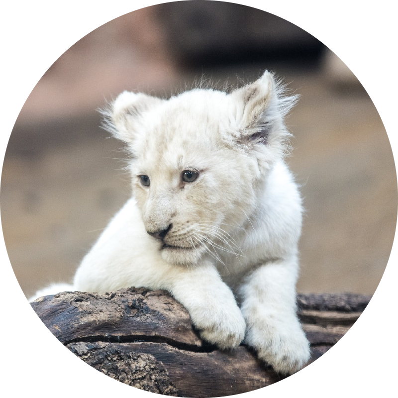 White lion cub animal vinyl carpet - TenStickers