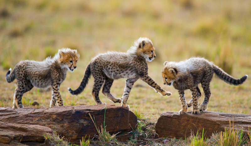 Cheetah cubs adventure animal vinyl carpet - TenStickers