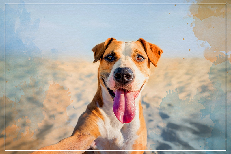 Smiling Canine Portrait animal vinyl carpet - TenStickers